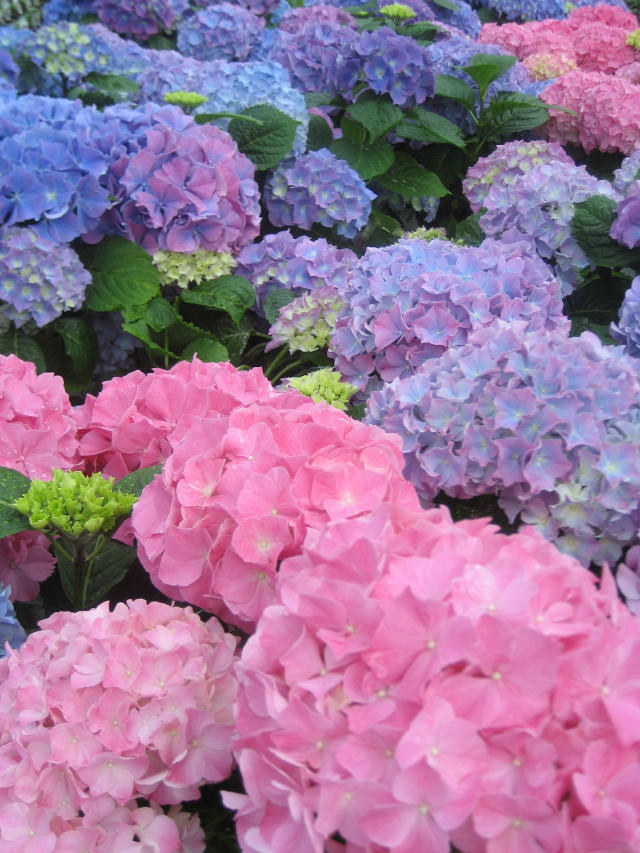 Hortensia