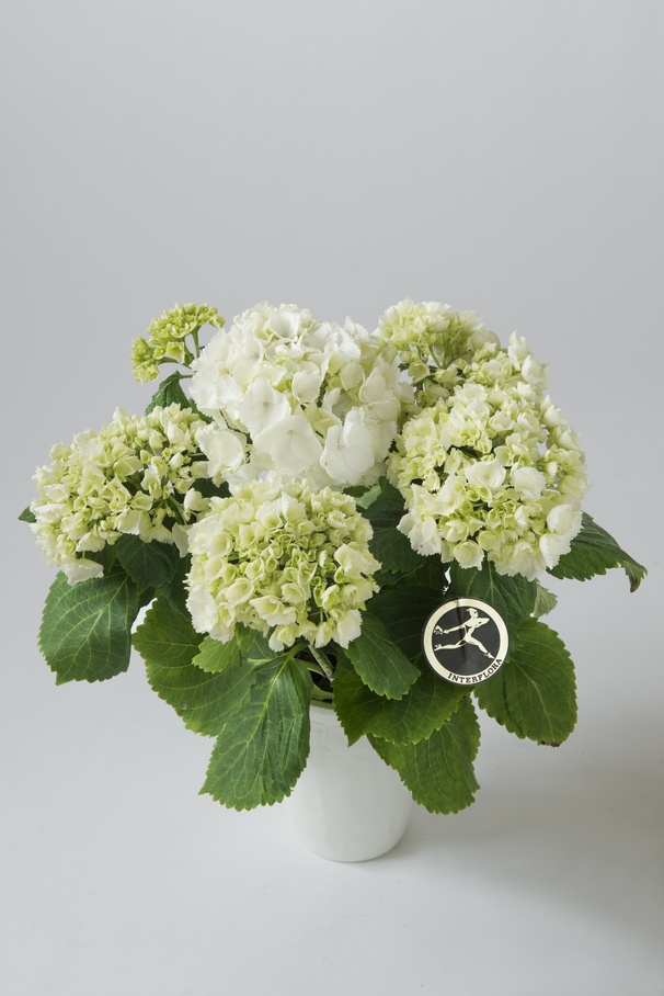 Hvit Hortensia med potte