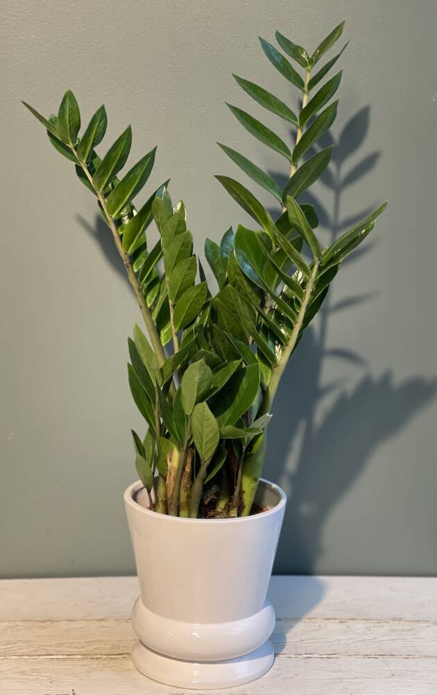 Zamioculcas 