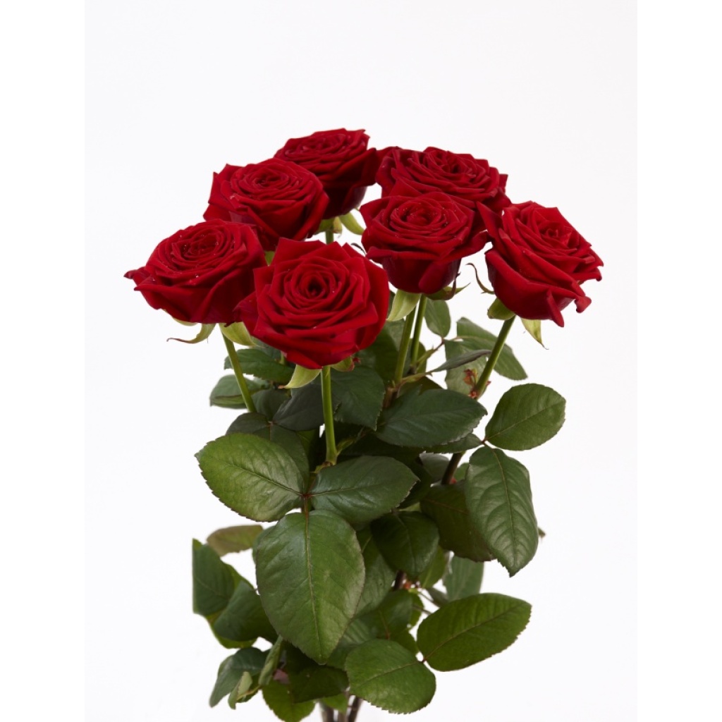 7 Røde roser