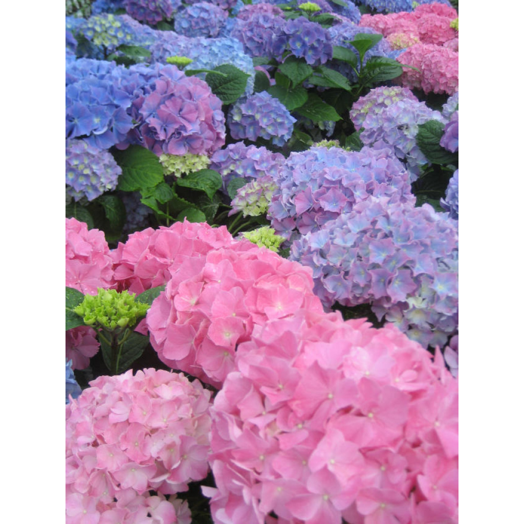 Hortensia
