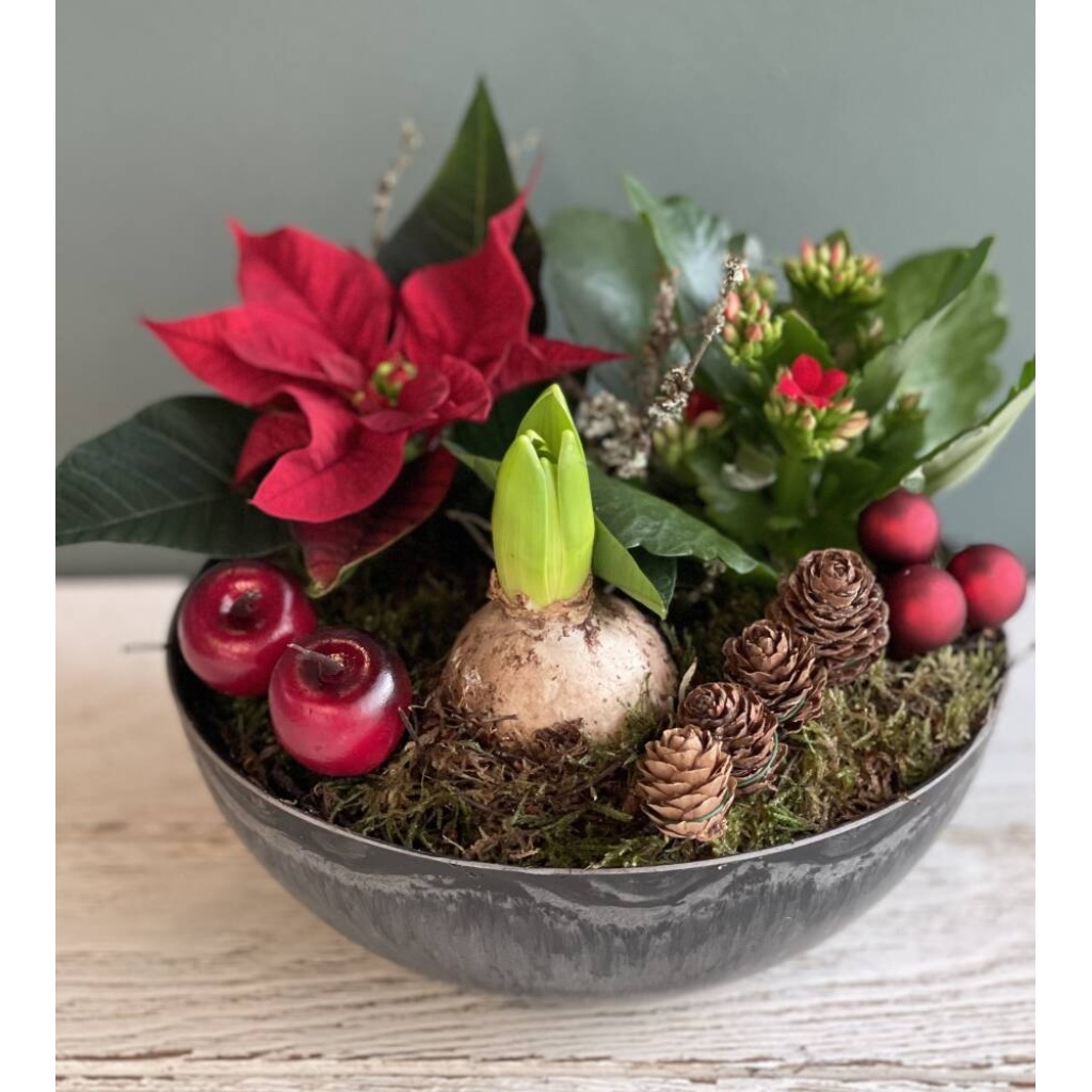 Mellomstor sammenplanting rød