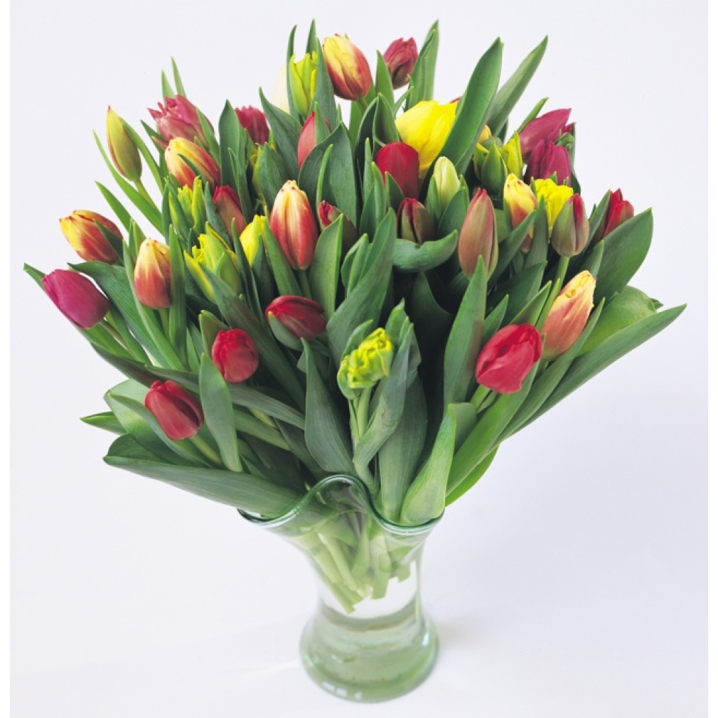15  Tulipaner