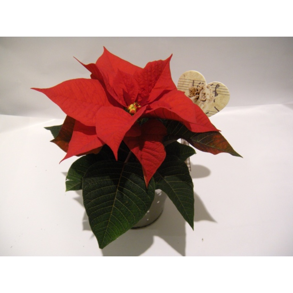 Julestjerne med potte og pynt (Liten)