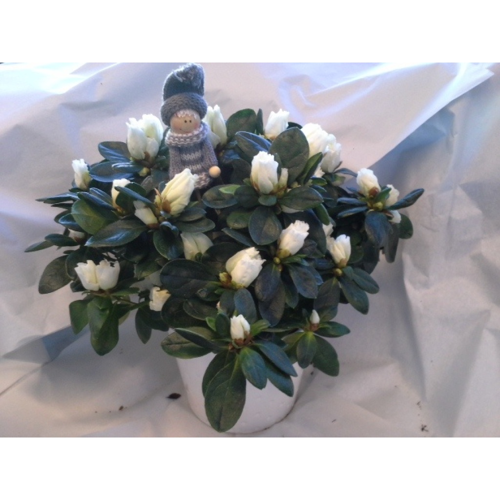 Flott Asalea med potte og pynt