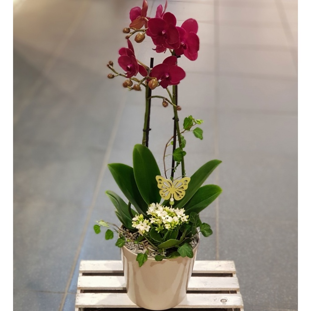 Sammenplantning med orkide