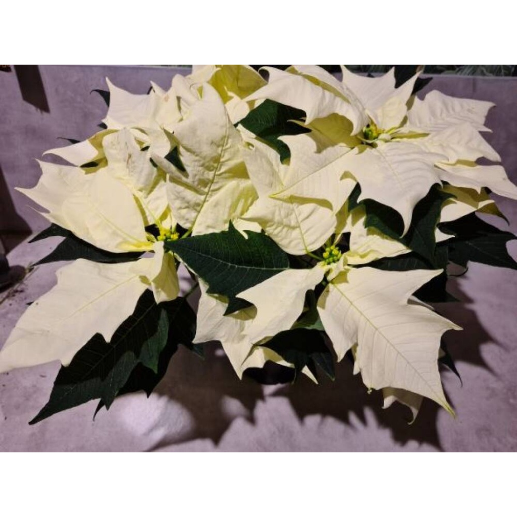 Hvit stor julestjerne med 6 blomster