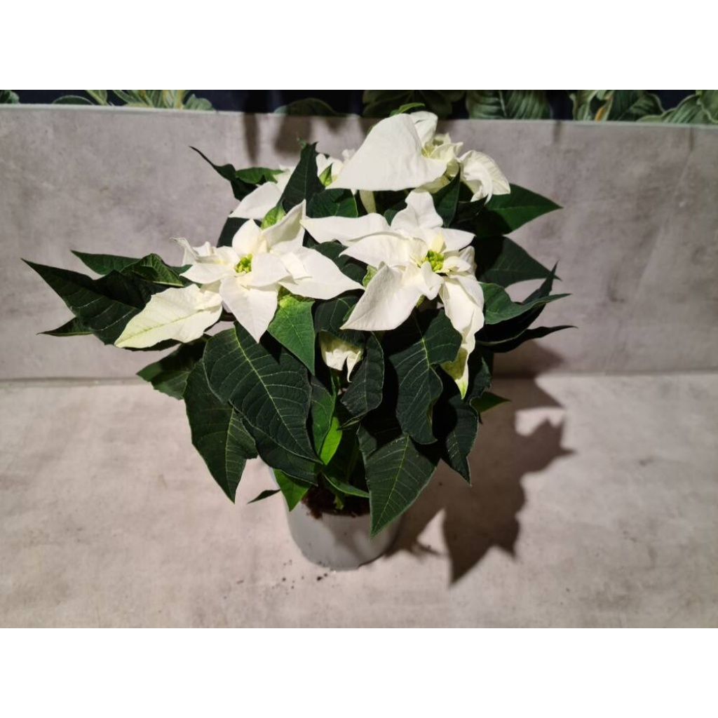 Hvit Julestjerne med 3 blomster