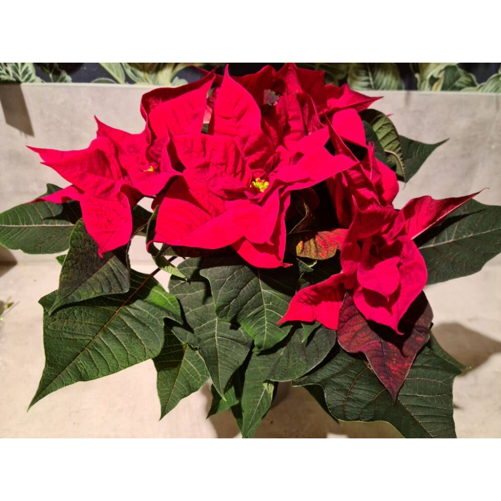 Stor rød julestjerne med 6 blomster