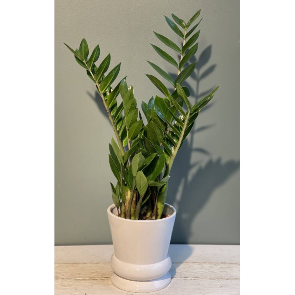 Zamioculcas