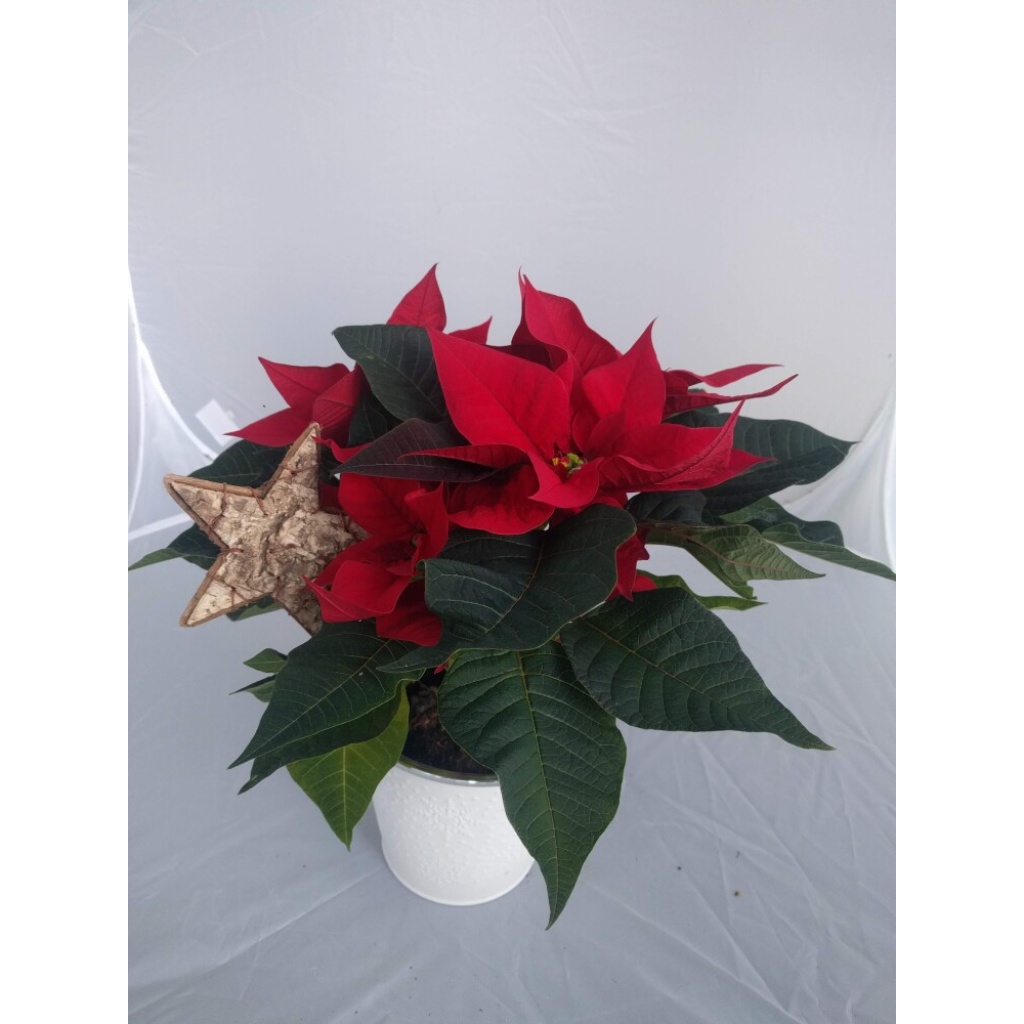 Stor rød julestjerne med potte og pynt